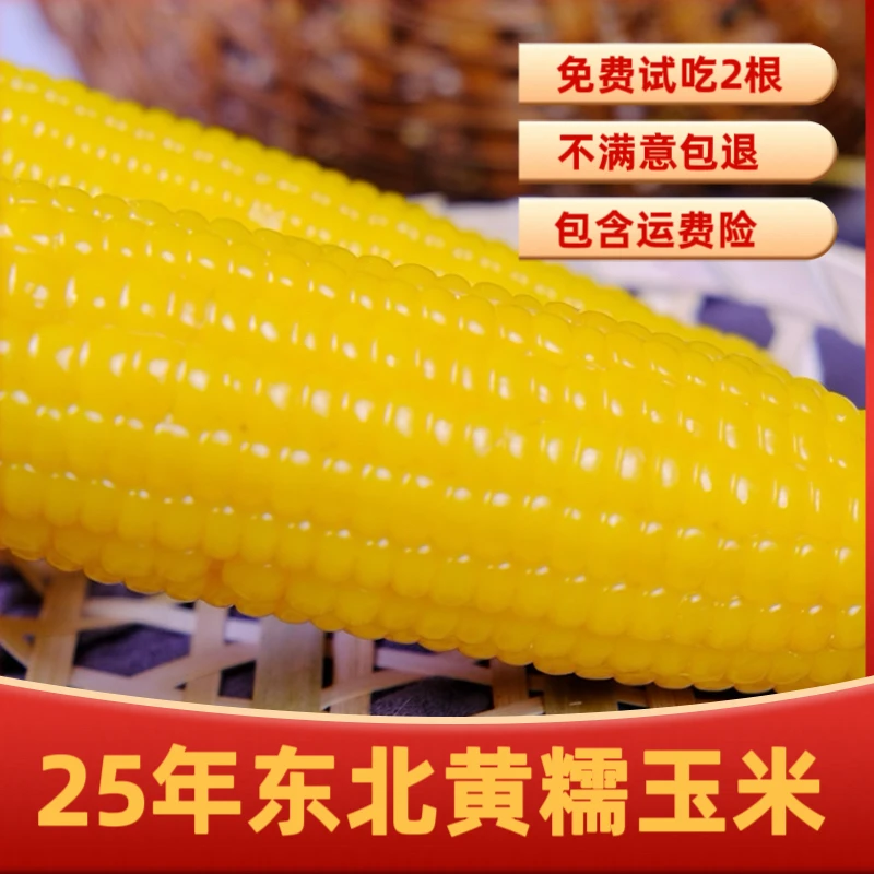 【金佰程】25年东北黄糯玉米260g*10支香甜软糯