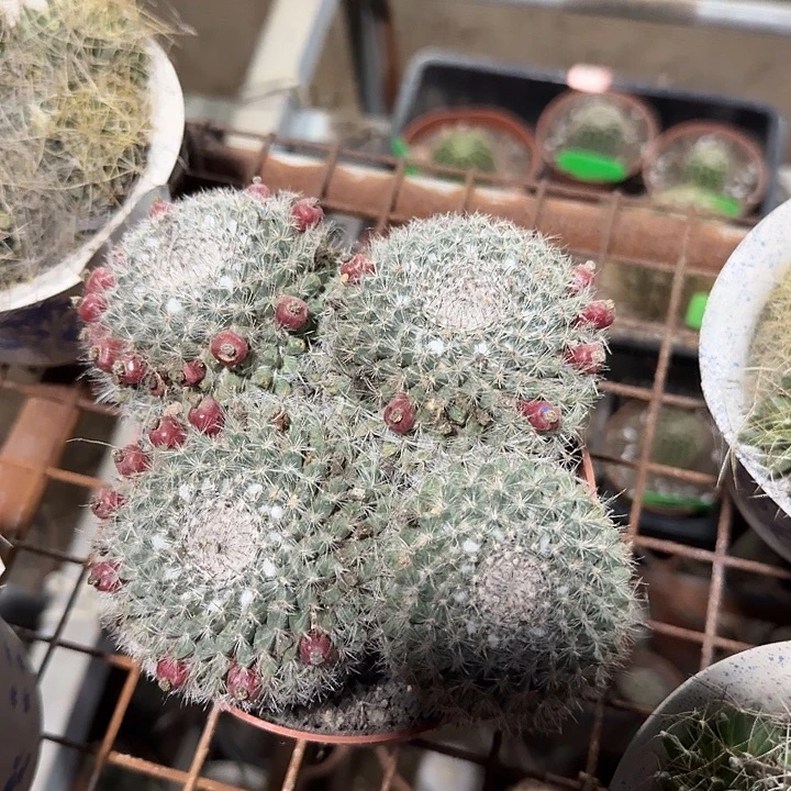 郝***利玉翁仙人球实生群生一棵