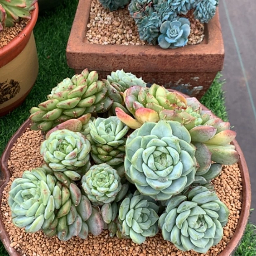 【闪购商品】天鹅绒