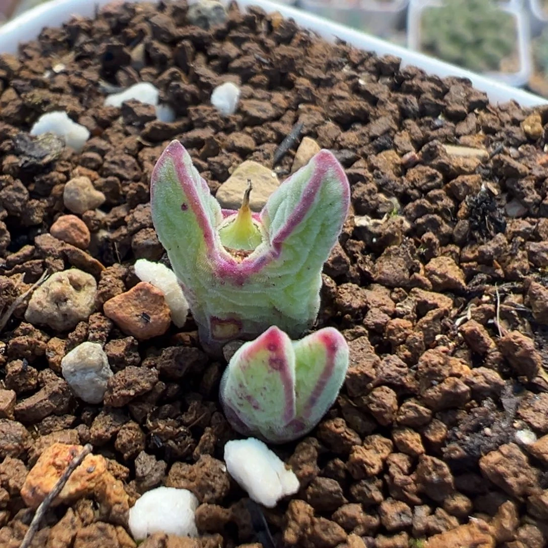 301多肉植物百科植物