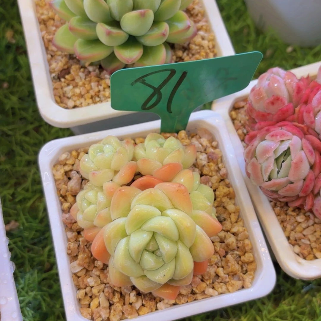 鸽*我的小可爱们都好可爱