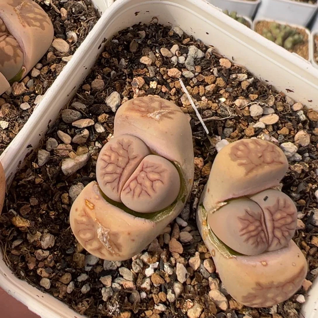 恶****使36多肉植物百科知识