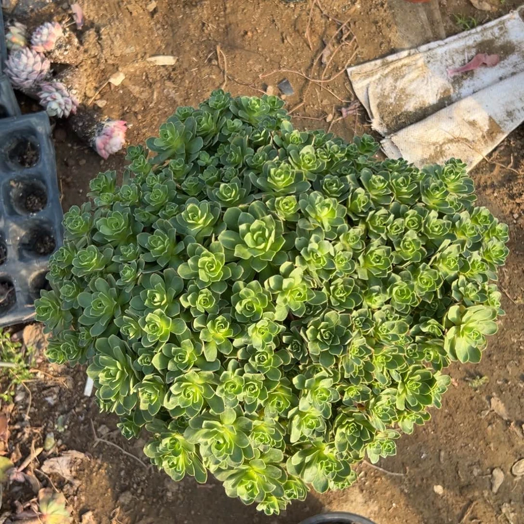 父母哦中央音乐学院植物