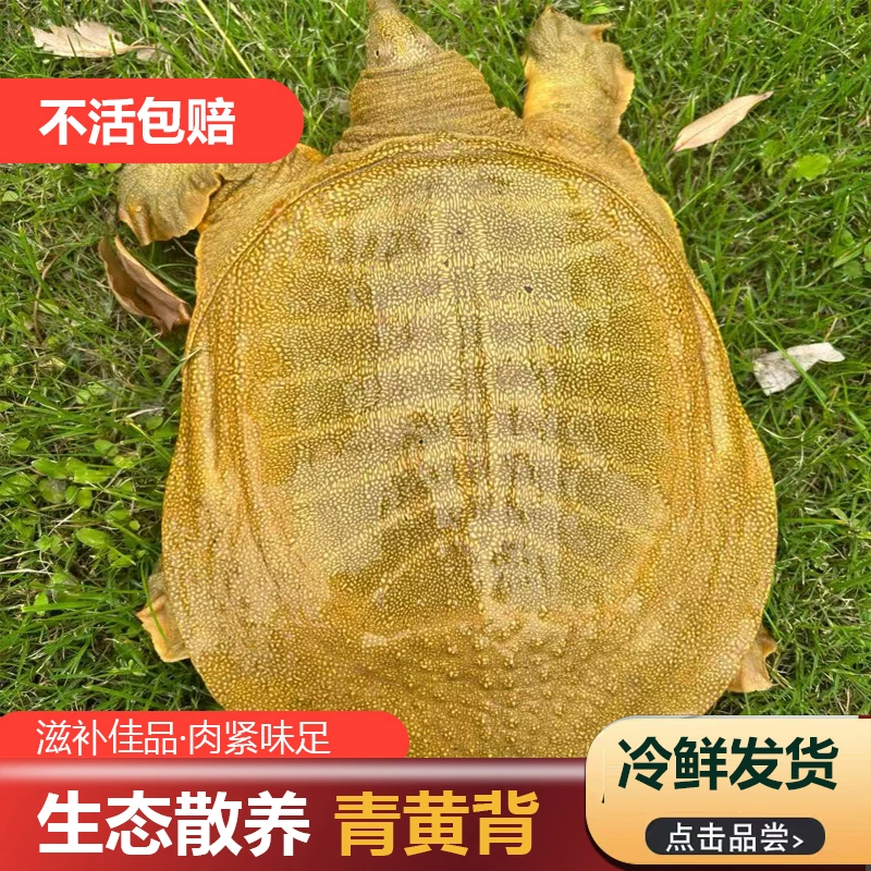 【宠粉福利】外塘防野野养生态甲鱼改价链接方便拍重量直播间为准