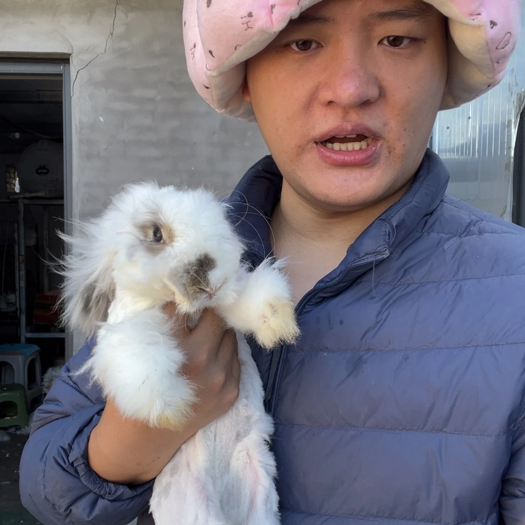 双血统英系安哥拉兔子