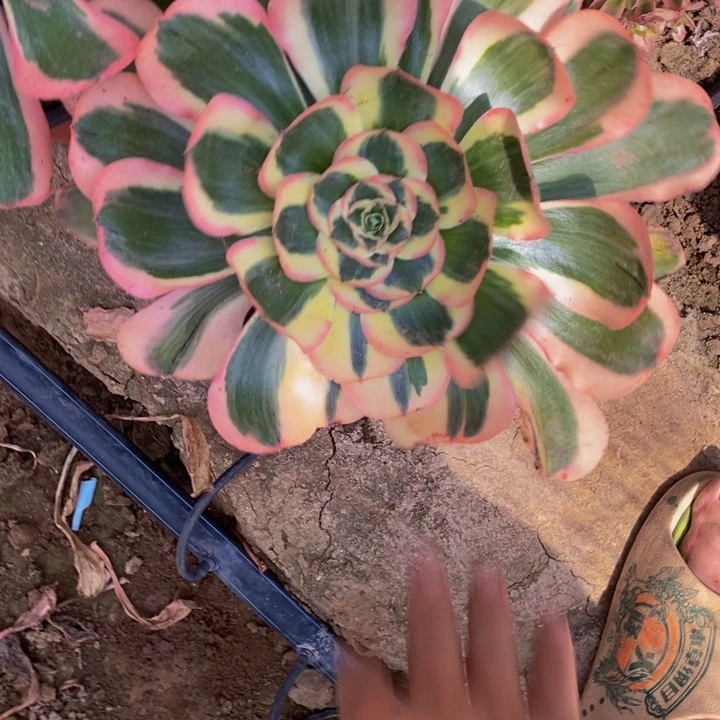 王妃法师1111111111