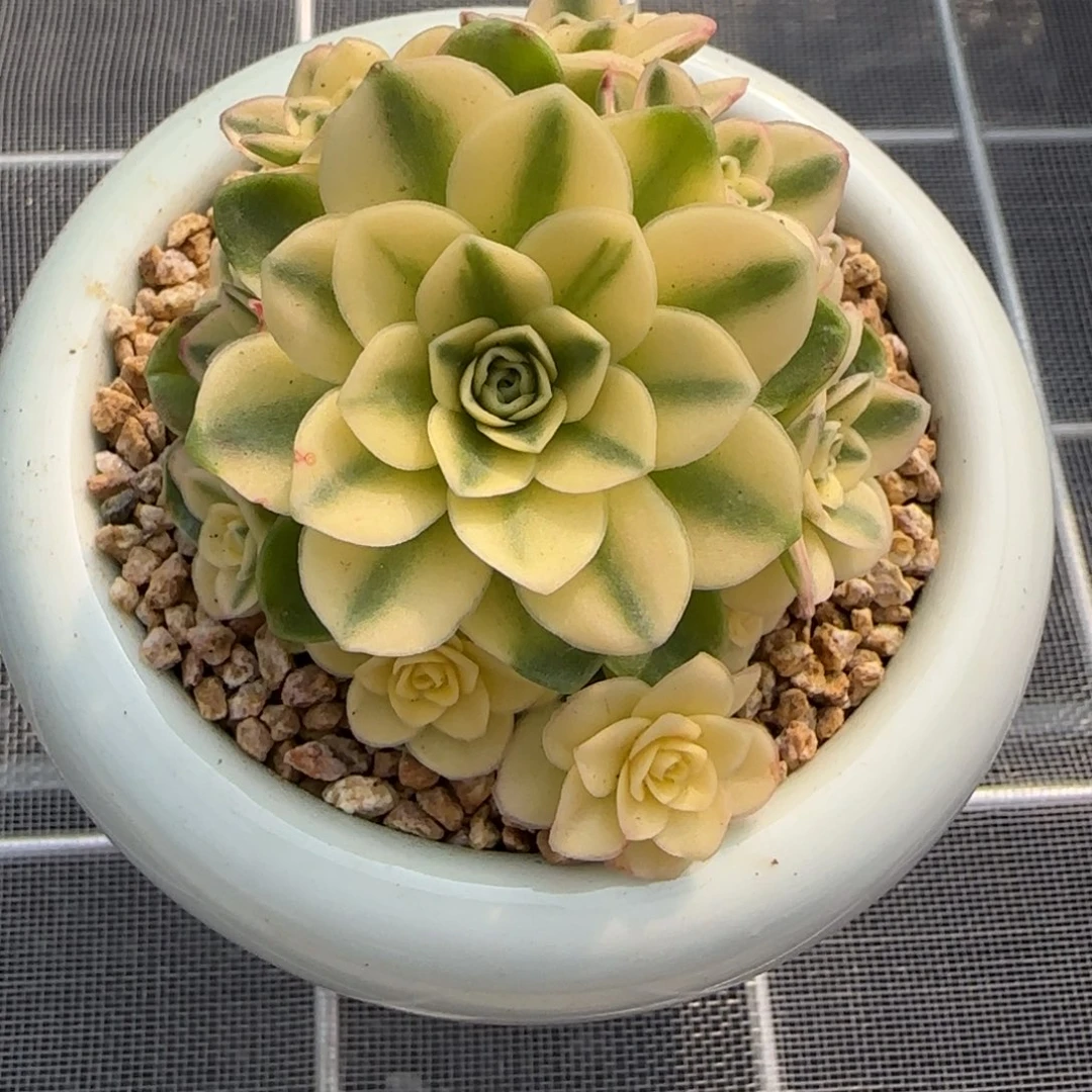 从前慢花园精选多肉猫眼玫瑰锦