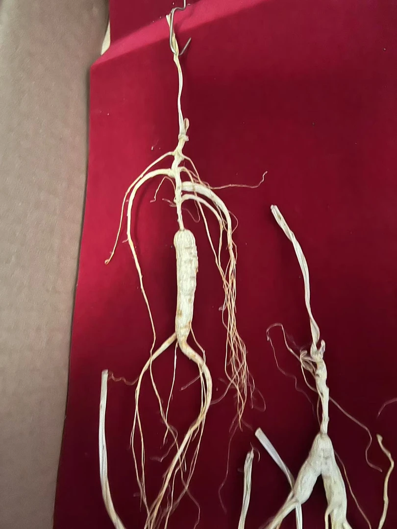 林下干参传统滋补品一物一拍