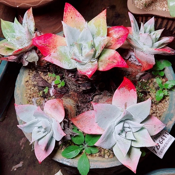 6411布茹多尼仙女杯