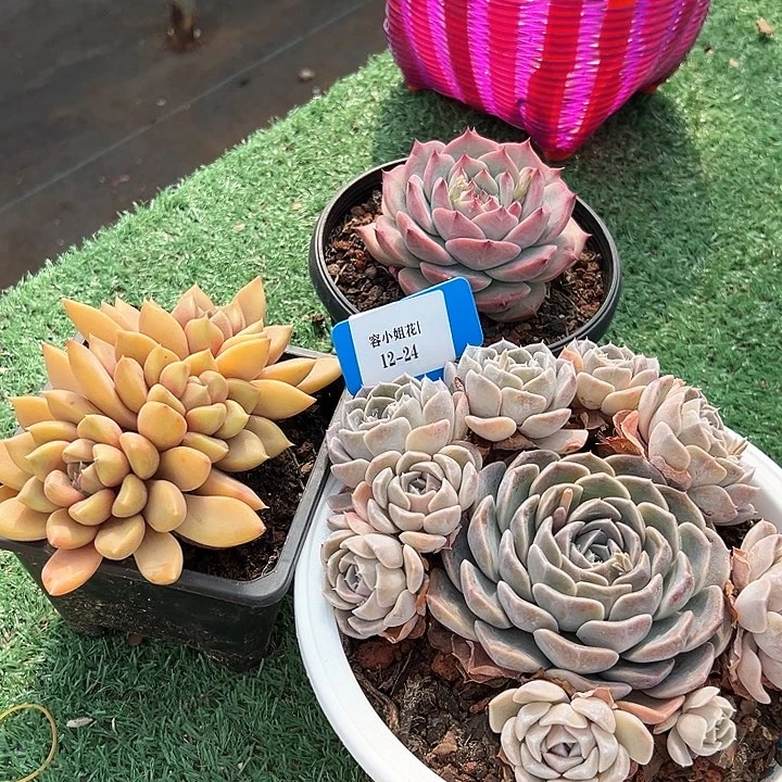 12.24多肉植物3个托土