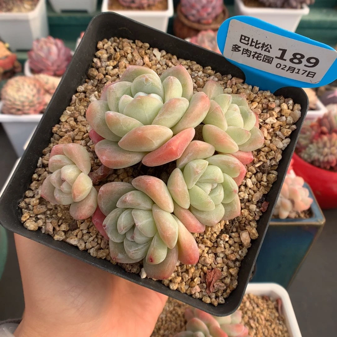 杂*饭189琥珀冰玉多肉植物