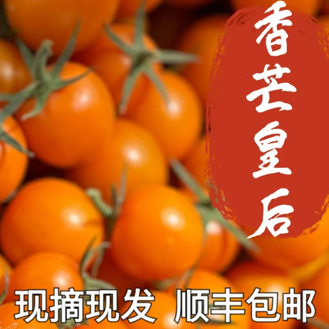 香芒皇后小番茄2斤3斤攀枝花露天原生态香甜可口脆嫩爆汁顺丰包邮