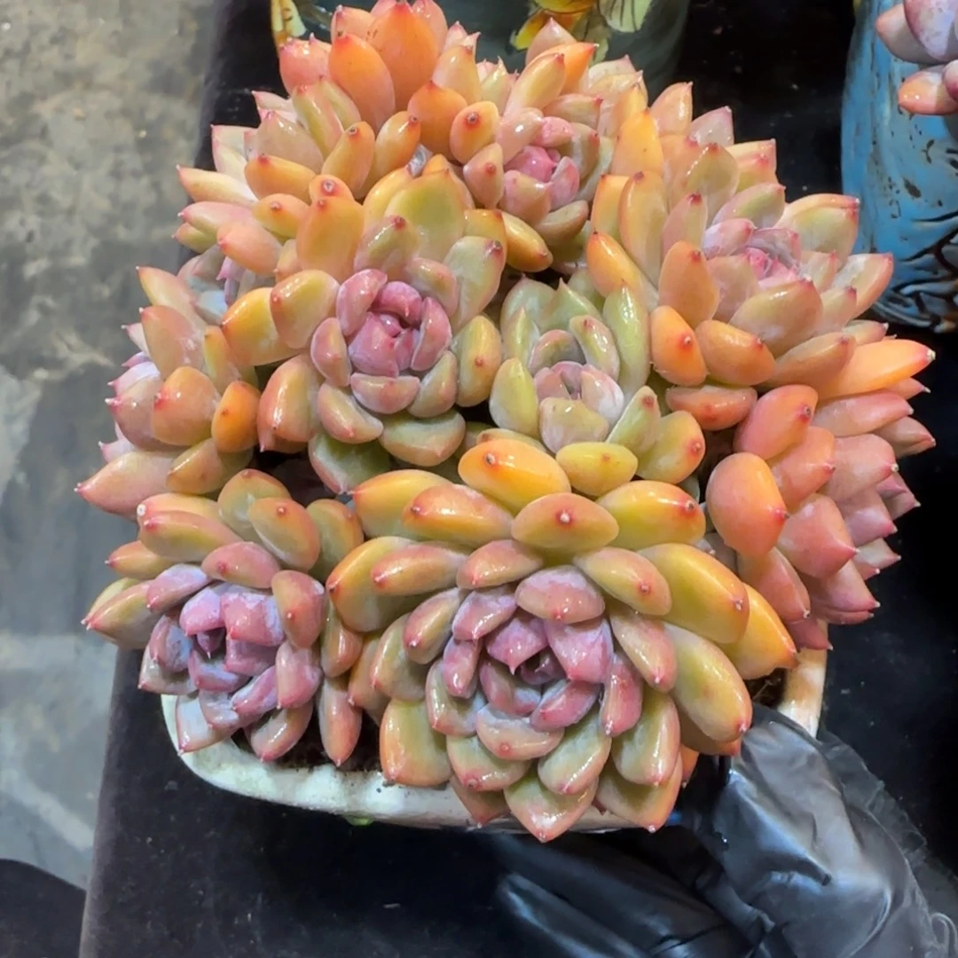 韩版黑曼巴一颗一颗