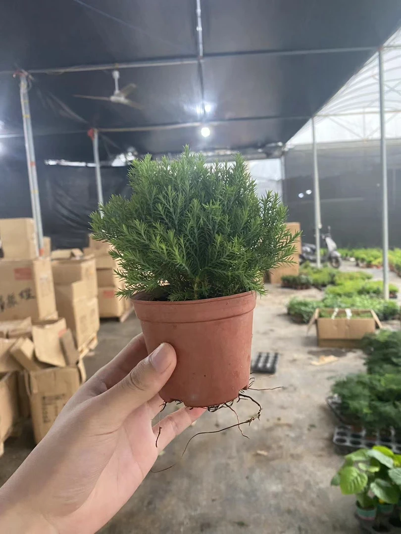 雾凇   根系发达