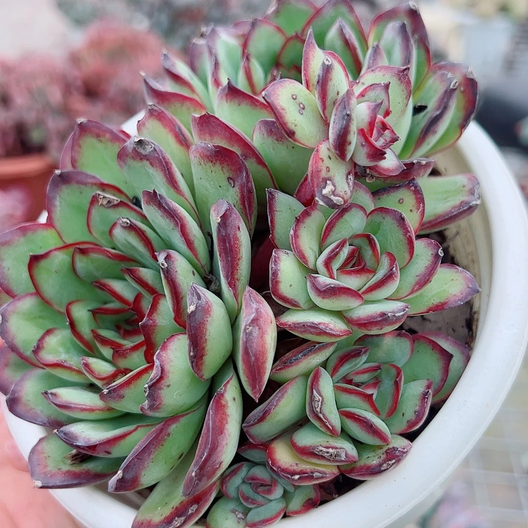 肉酱玫瑰双头起发精品特价