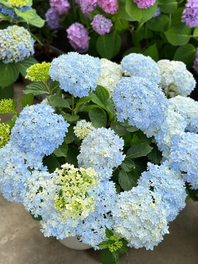 花手鞠一点五加仑盆多年生花期长耐高温 耐低温基地直发