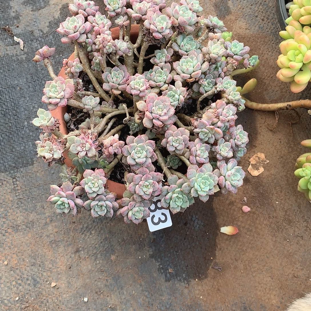 383分布偶 一物一拍多肉