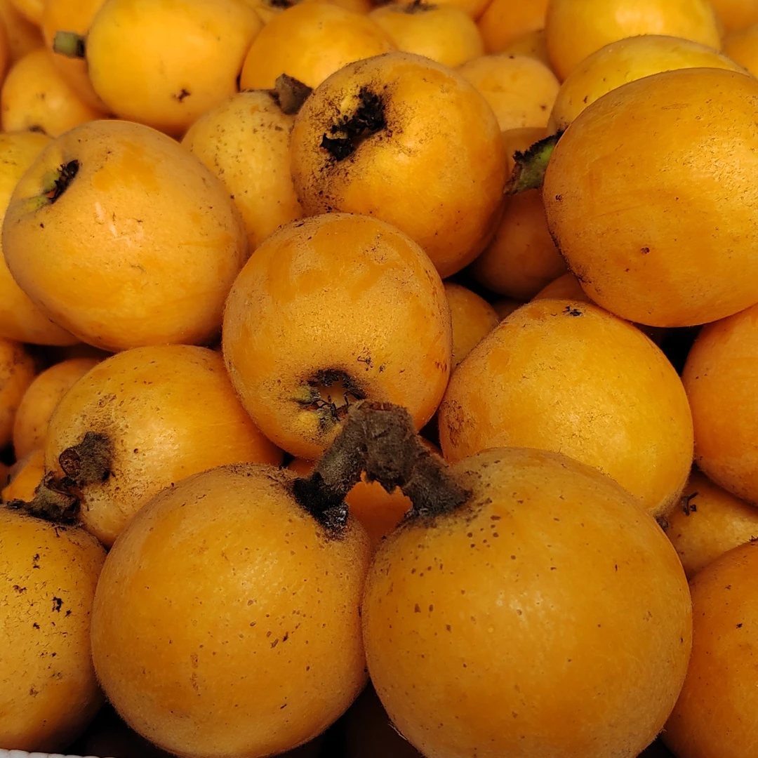 云南大五星甜枇杷高山新鲜水果当季现摘香甜软糯