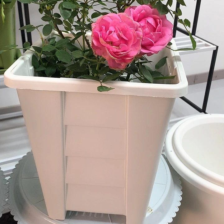 26白方无托微瑕4个