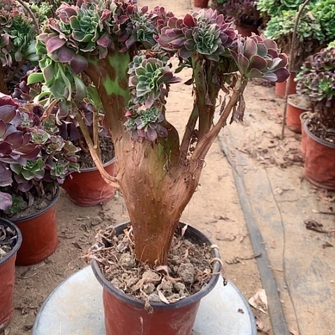 绍修玫瑰缀多肉植物法师2