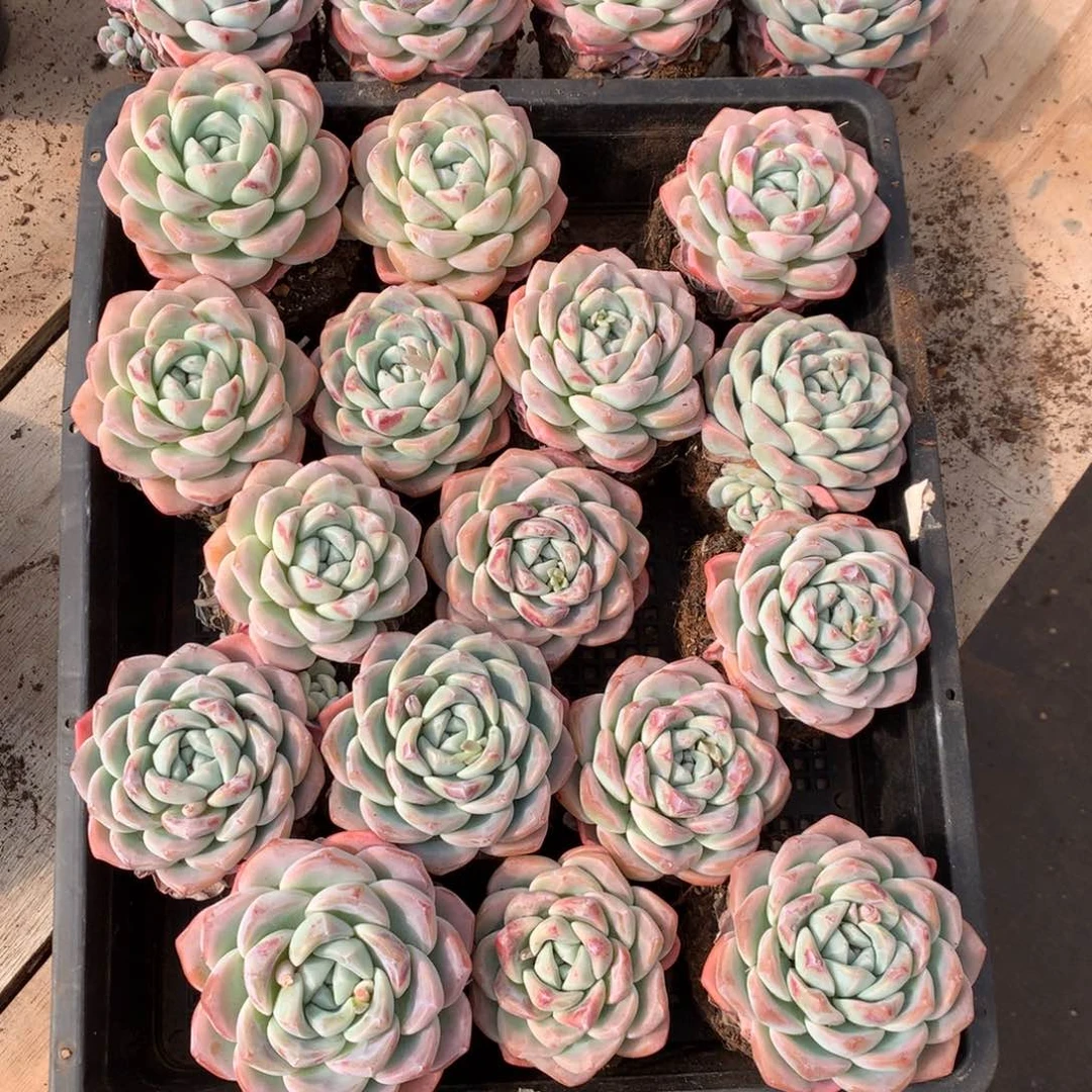 逃**夭桃之夭夭 tongglooxx