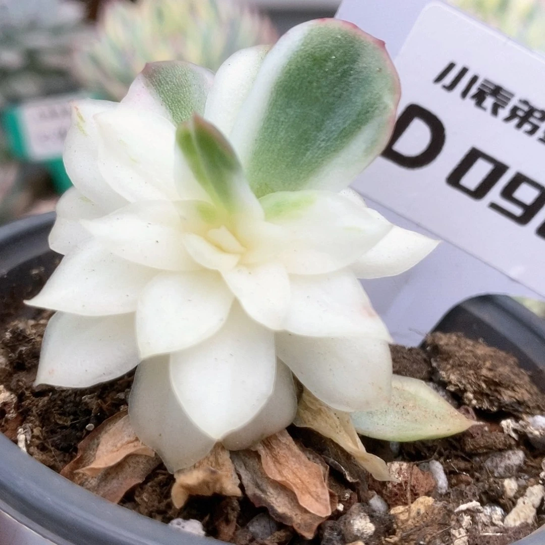 098蝴蝶仙子锦锦锦锦锦