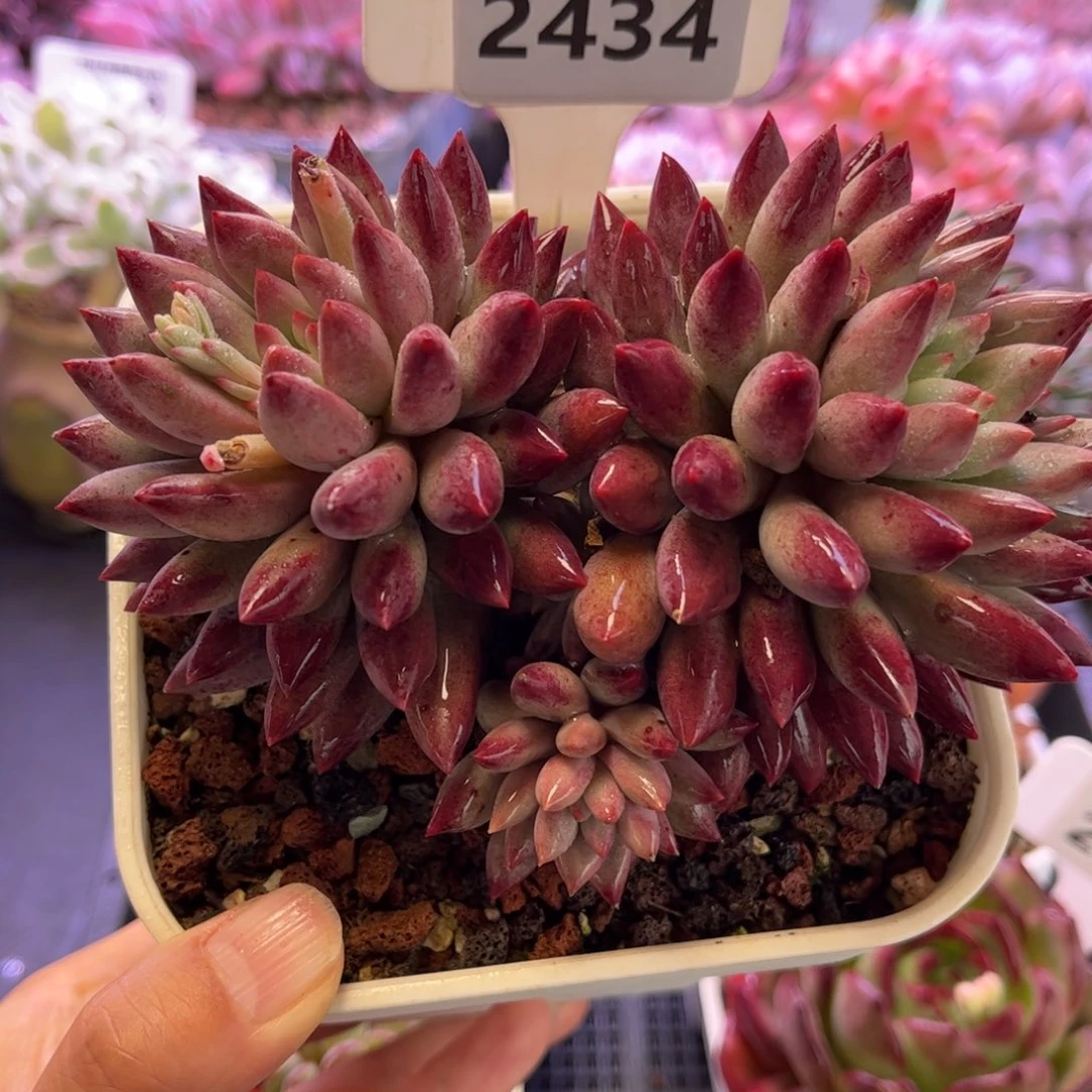 2434 满30包邮天冷地区必拍保温箱