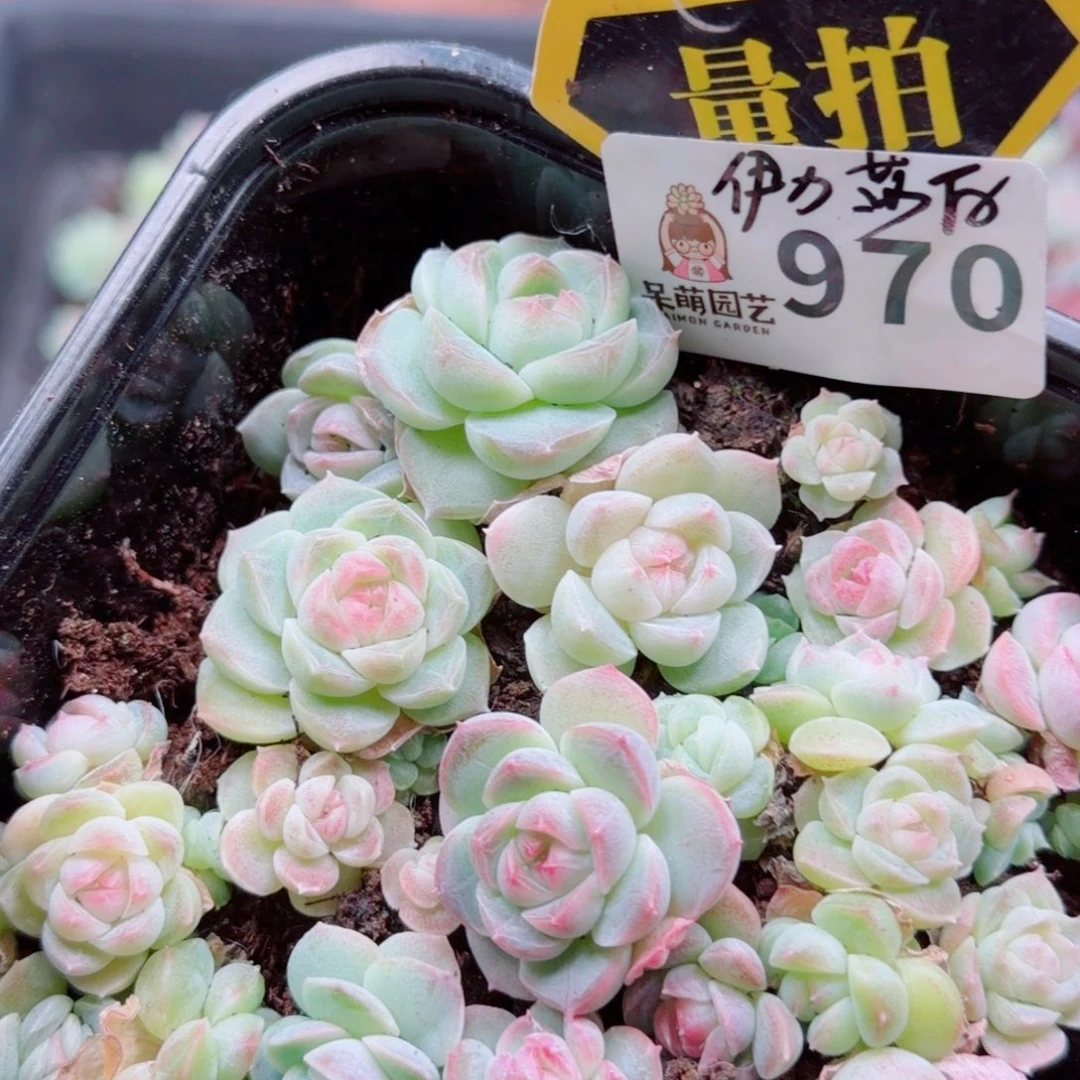 多肉植物多肉植物