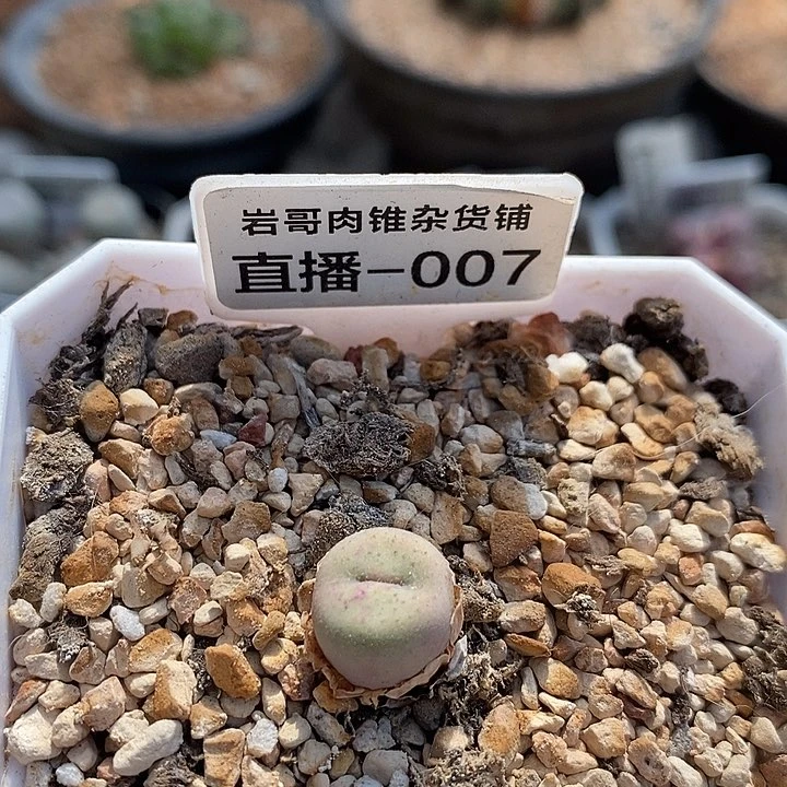 AP种源189f奶油嘴
