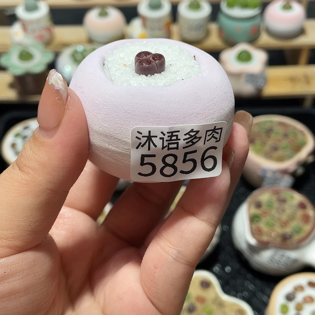 *****带盆土植物 一物一拍5856