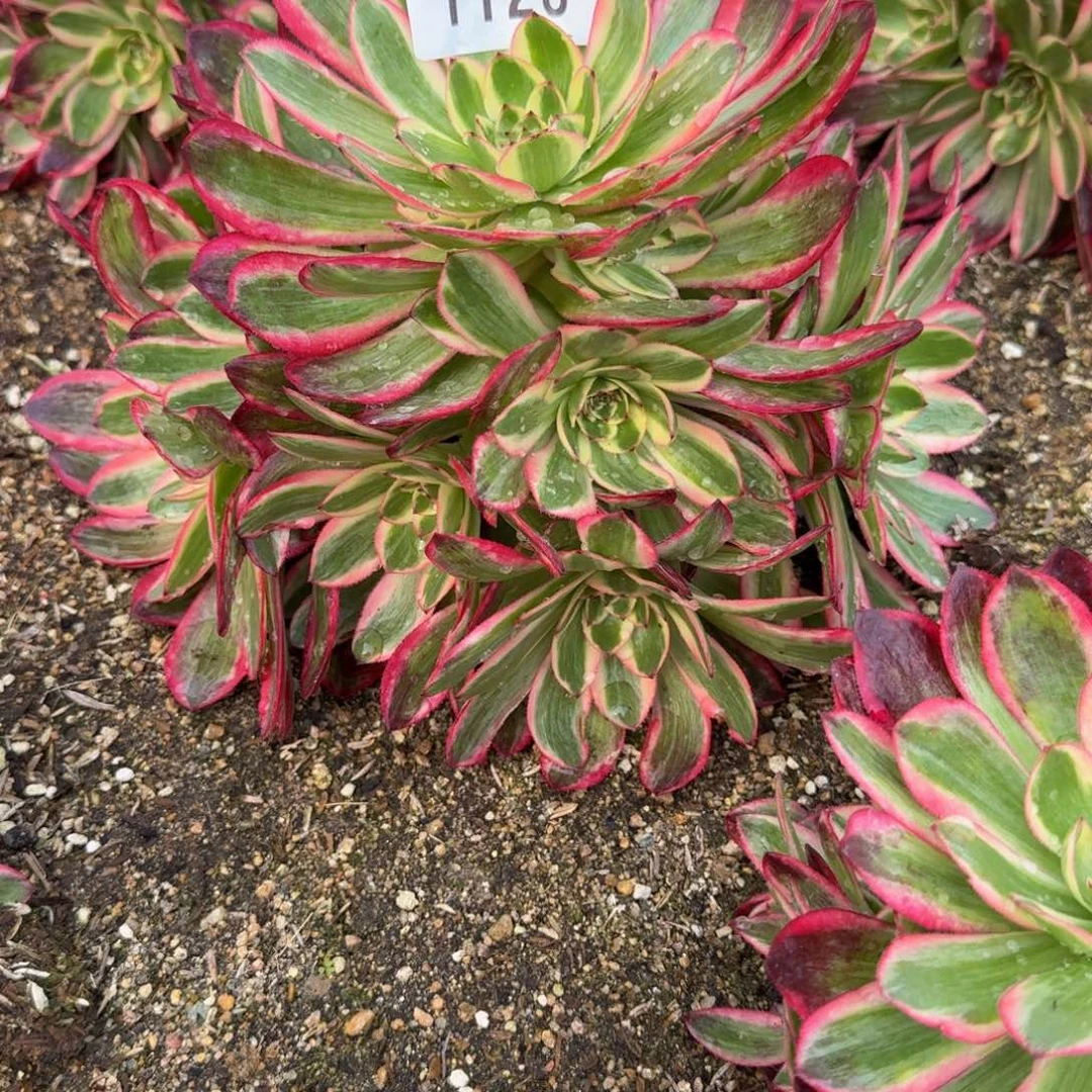 V***n1128云荷到秋。 多肉植物