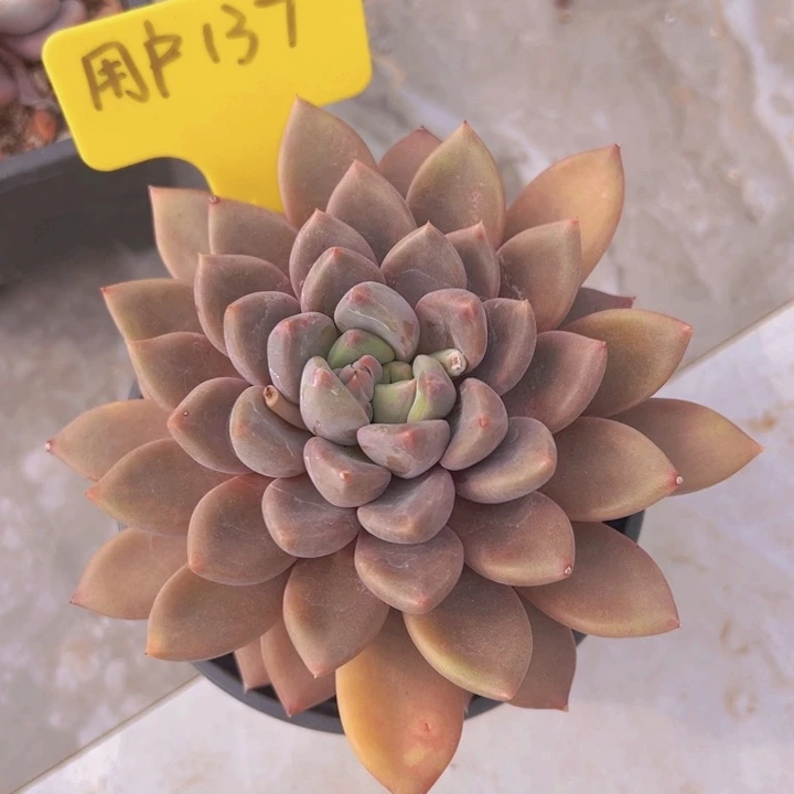 健健康康平平安安