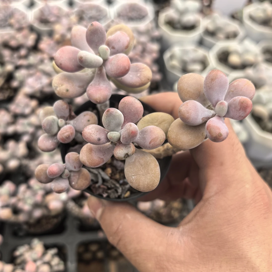 桃蛋多肉老桩稀有品种好养净化空气防辐射的植物