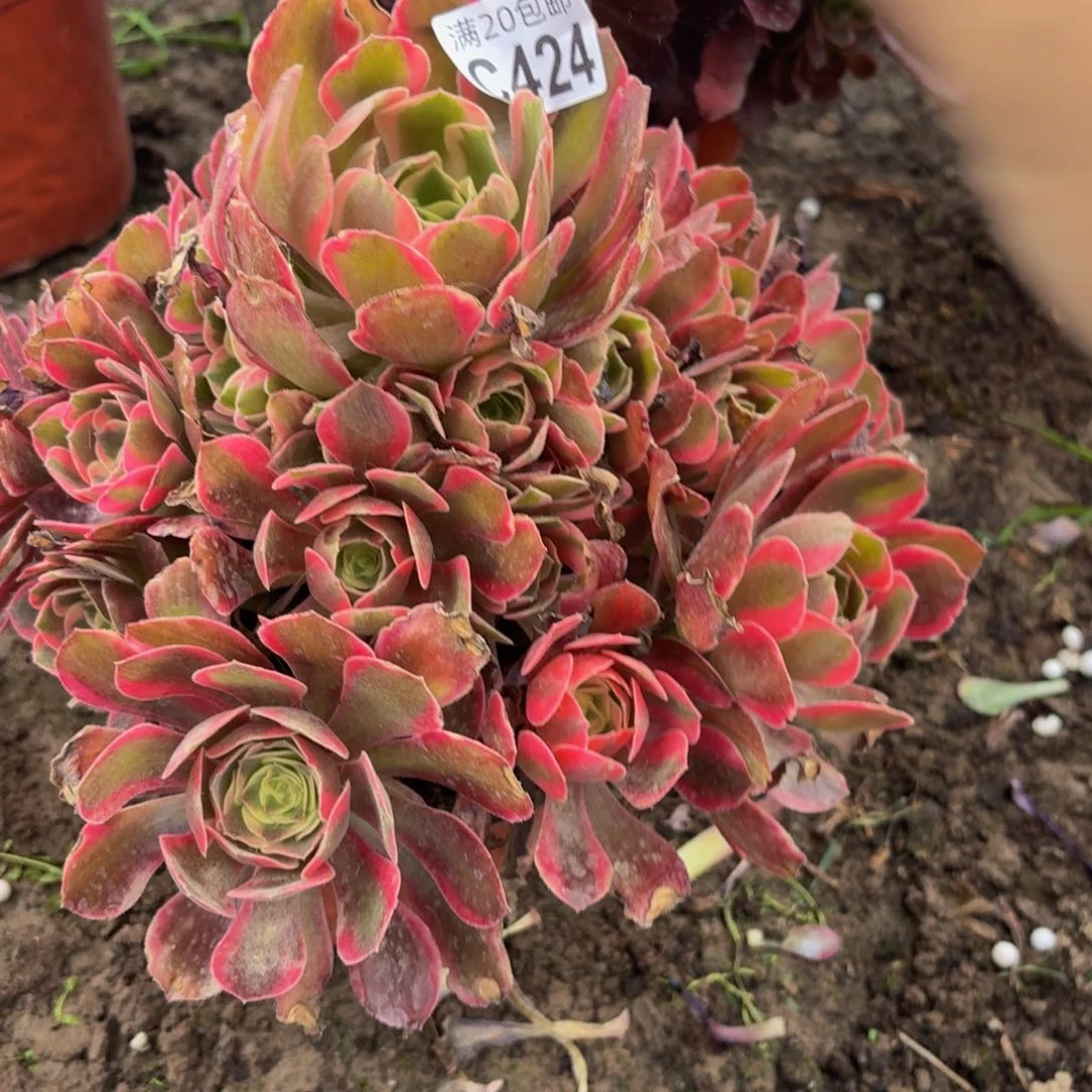 无花朵424多肉植物捧花的