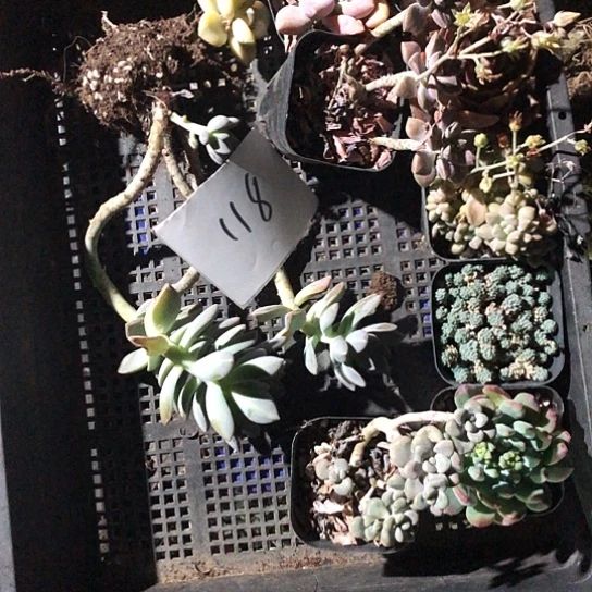 彩**天纯爱系列出版社花雨在此祝