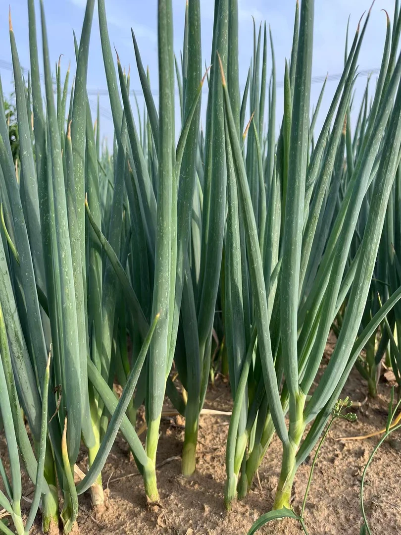 邳州本地大葱苗5斤装新鲜发货