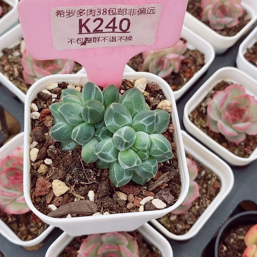 七*七南非钻石5cm多肉植物