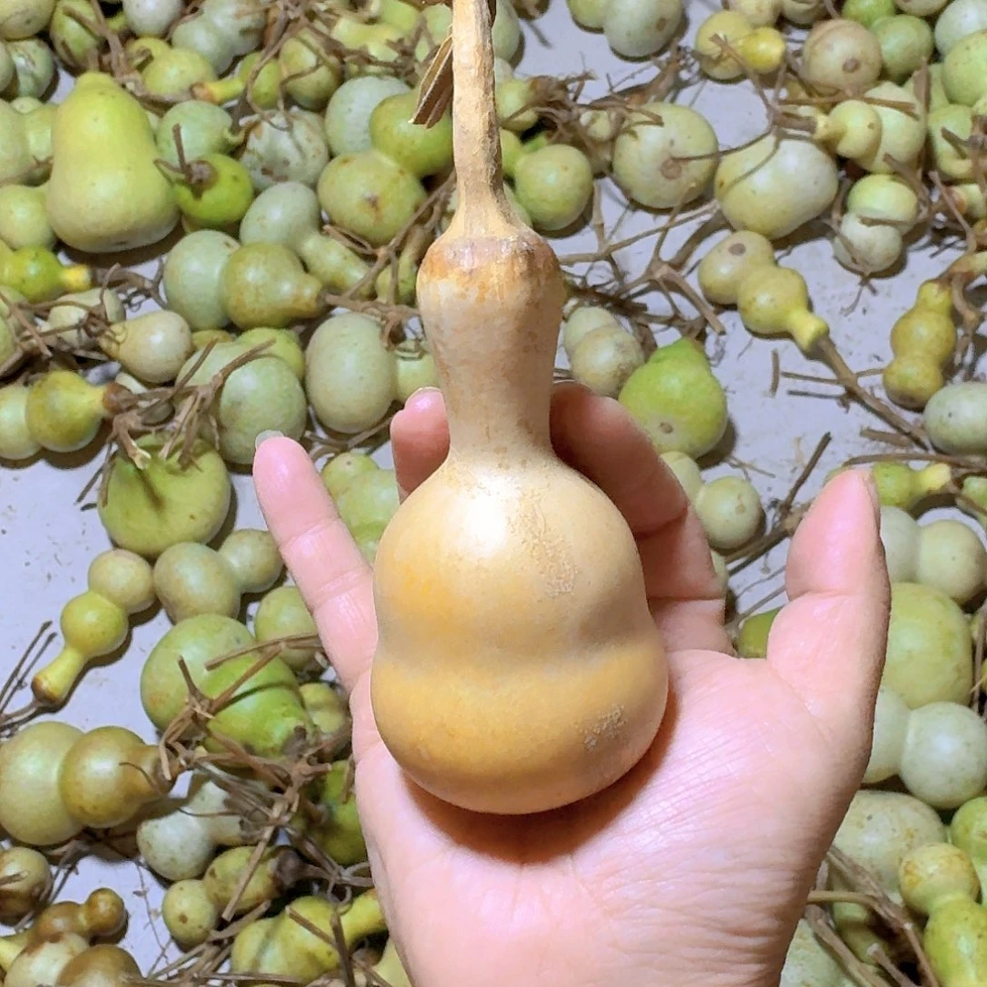 楚***人青皮葫芦不保成不退不换
