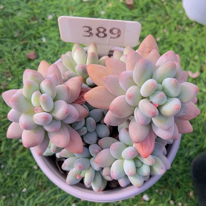 健健康康平平安安