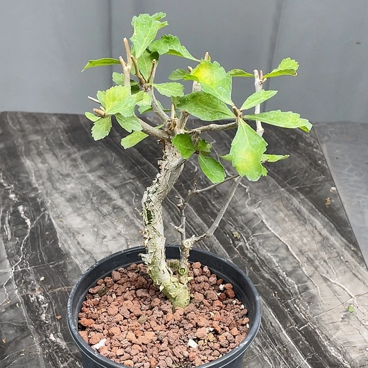 怀特没药橄榄2.5公分