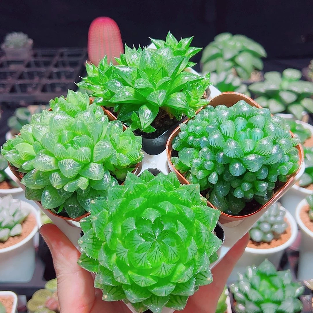 樱水晶水晶寿姬玉露群雪花玉露原盆土