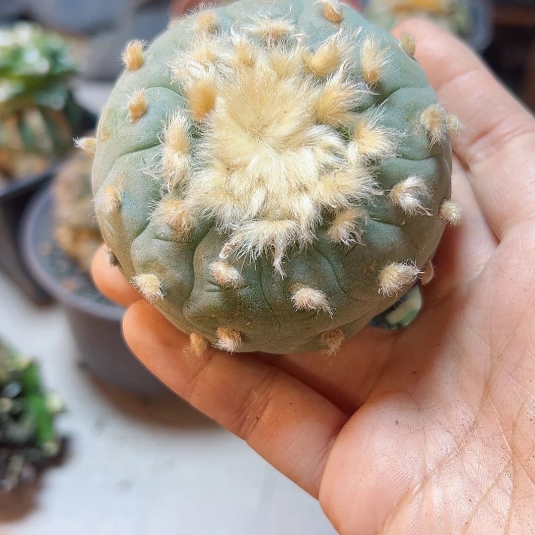 晚12号实生长毛银6.9公分