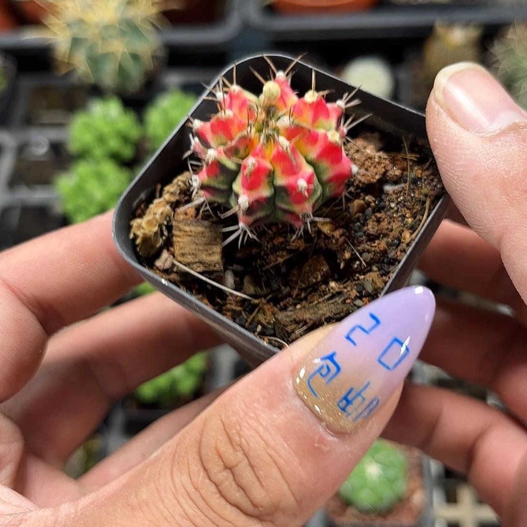 精选花蝴蝶单头发货有根