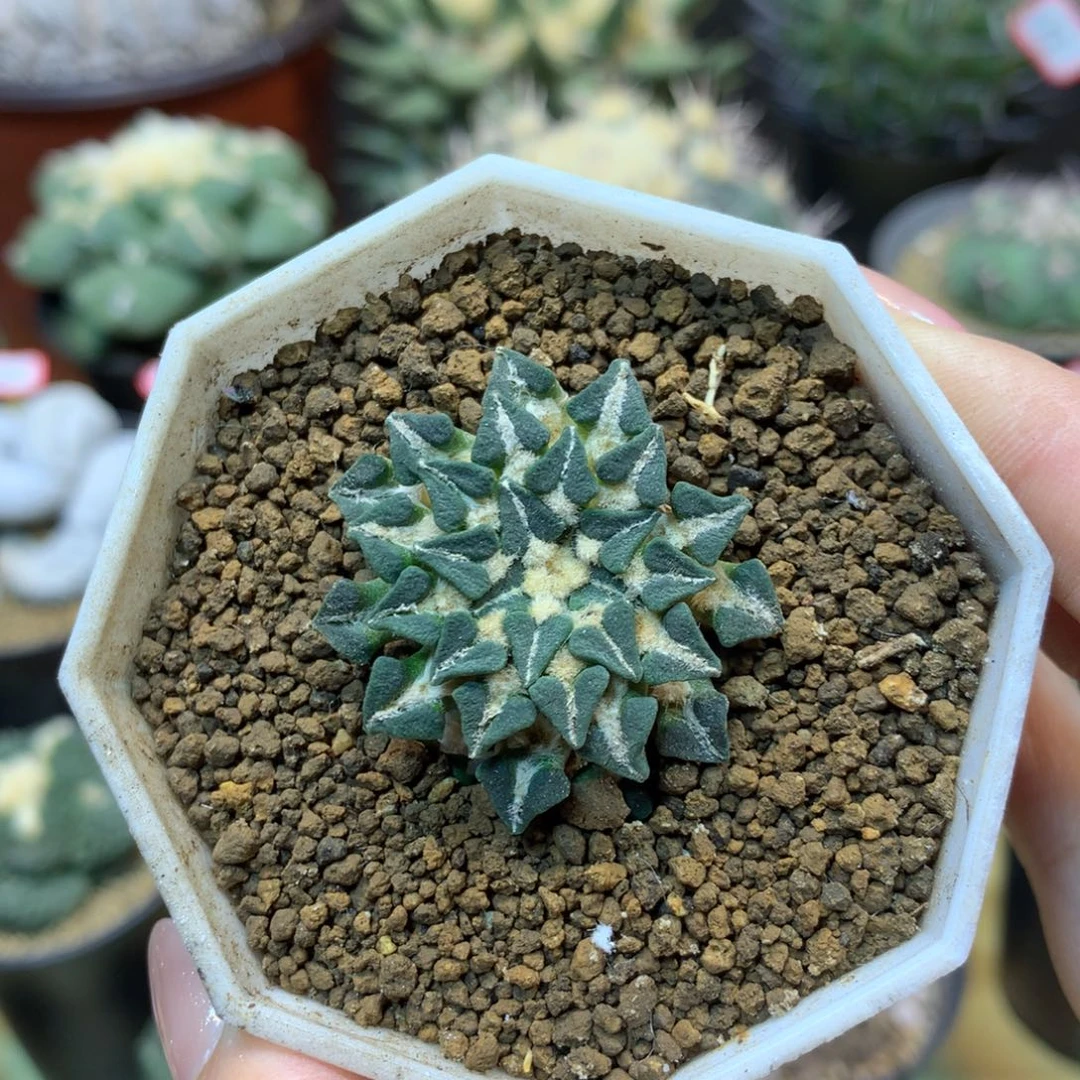 58号 自根姬牡丹3.5公分带盆土