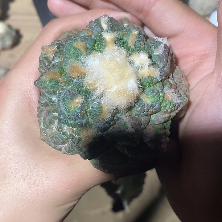 三角接老形自己龟甲