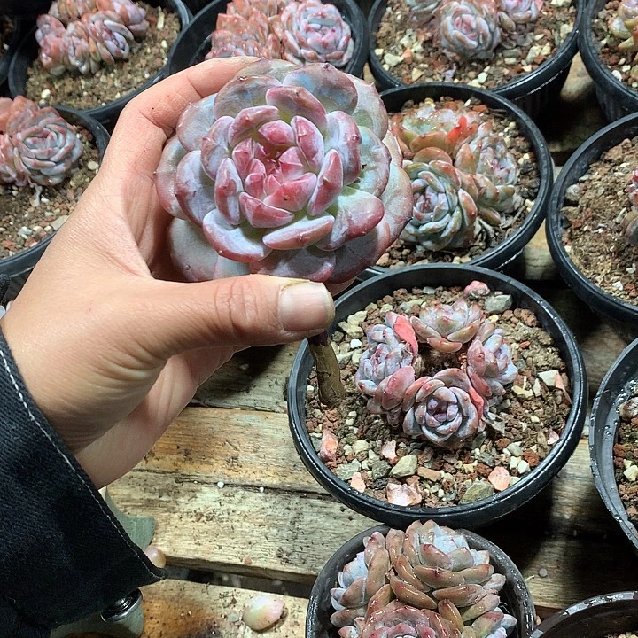 哈哈哈哈哈哈哈哈12