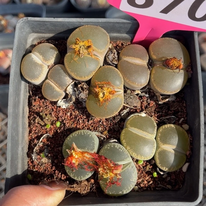 龙***欢370号888888888888