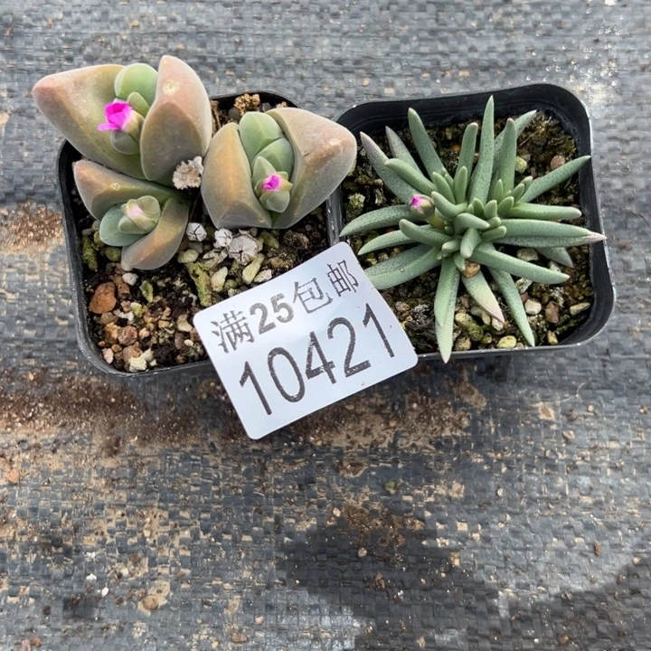多肉421，一物一拍