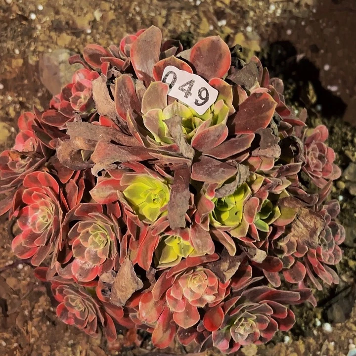 049凤冠多肉植物不售后