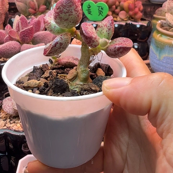 一物一拍，感谢支持18